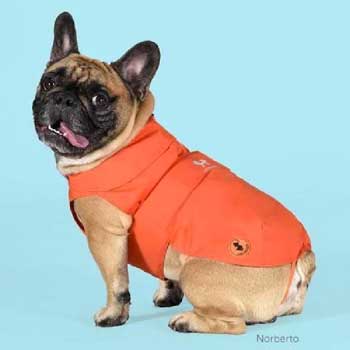 Abbigliamento per cani