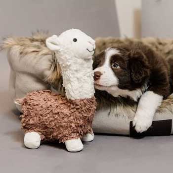 Giochi per cani