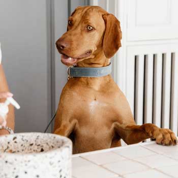 Cibo per cani