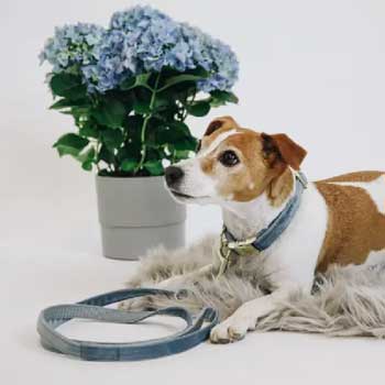 Guinzaglieria per Cani