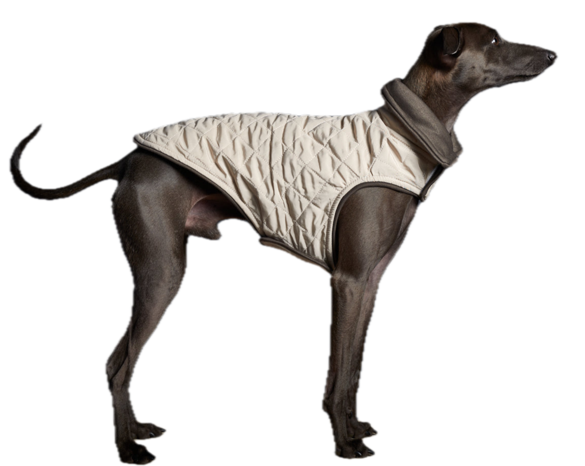Pet Boutique - The Stripped Dog - Sunset Crema