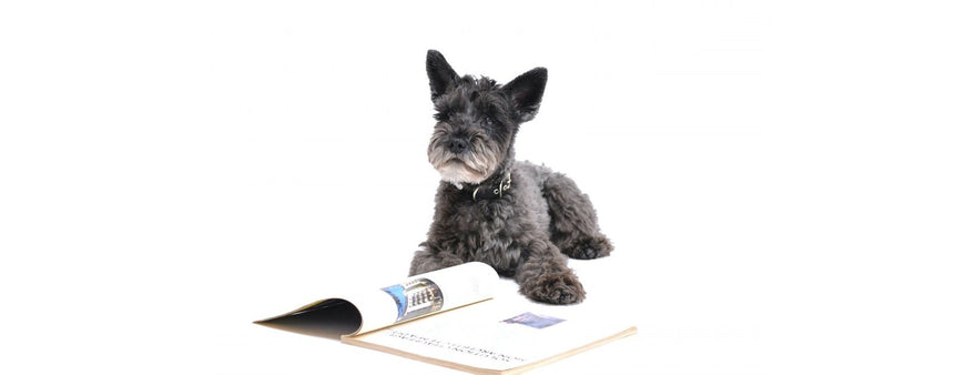 Alimentazione e Nutrizione per i nostri Amici