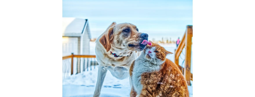 Alimentazione - La commissione Europea bandisce 87 additivi per il Pet Food