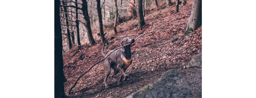 In vacanza con gli animali