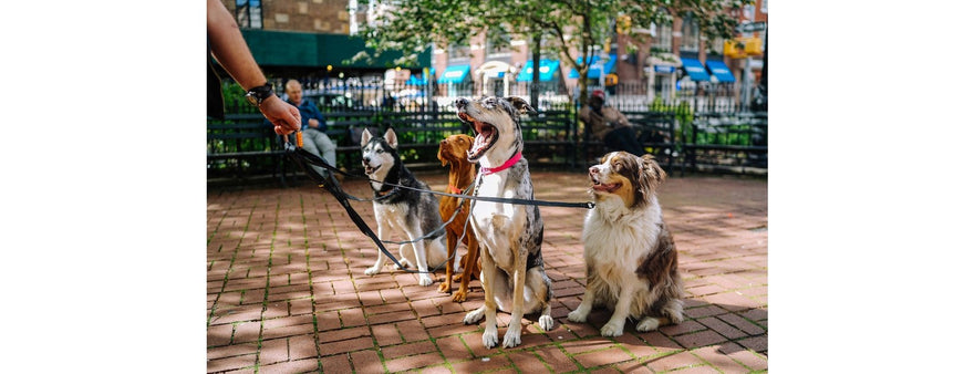 Come scegliere il guinzaglio