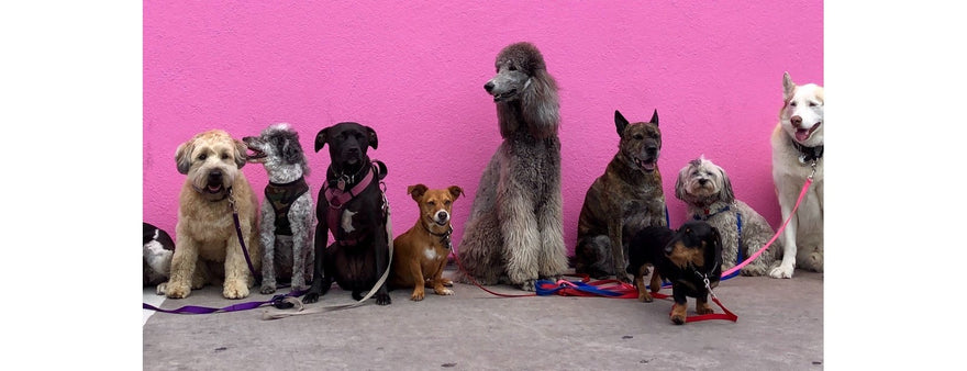 Scopri le regole per portare a spasso il cane
