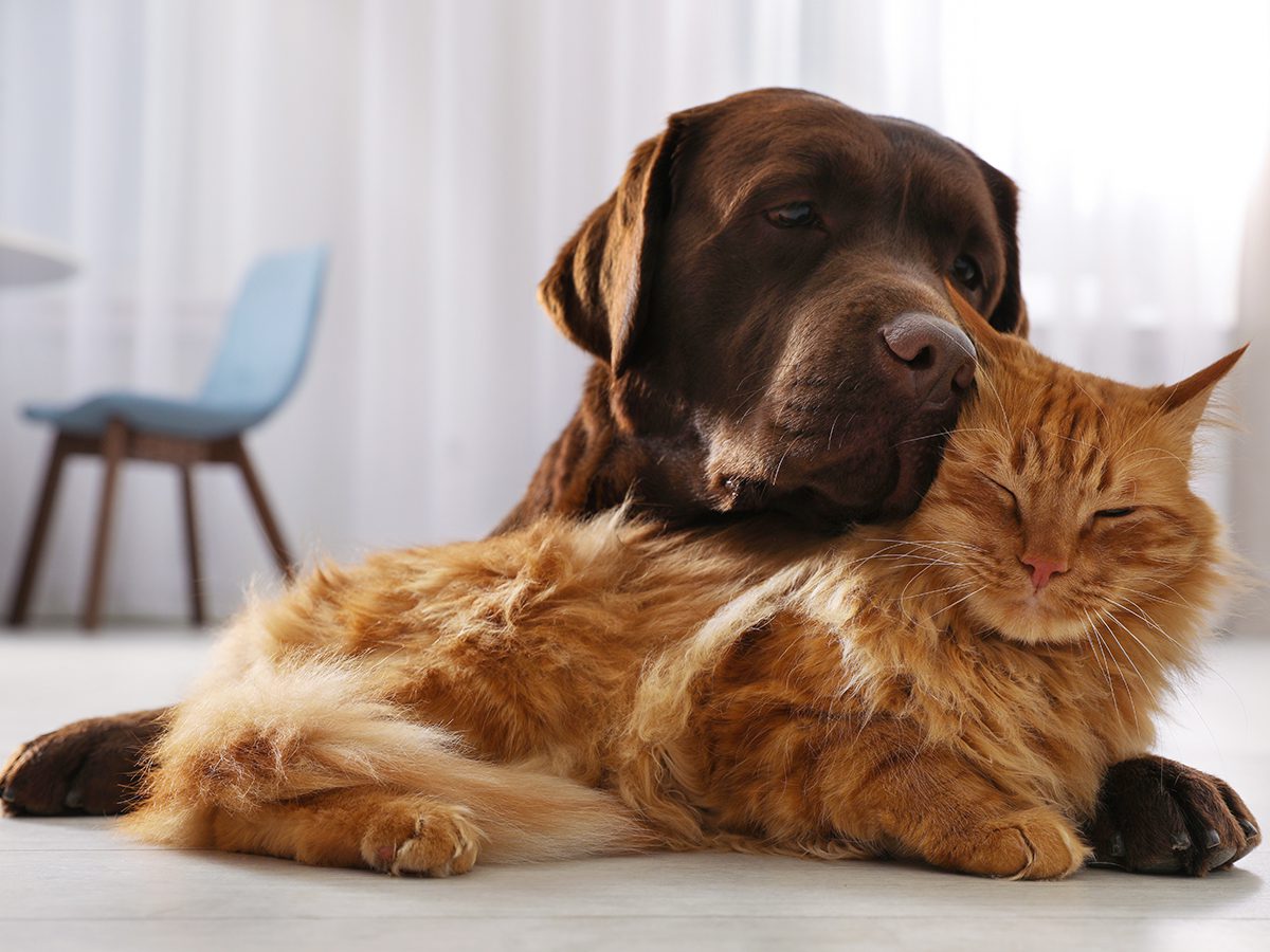 PetBoutique - Salute del Cane e del Gatto