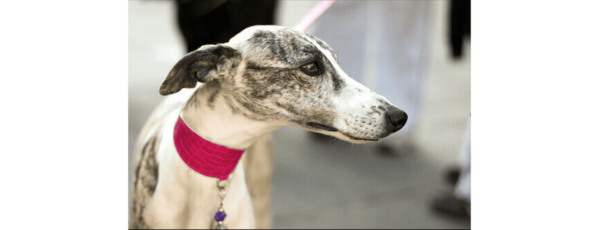 Levrieri e martingale: quale opzione è la migliore?