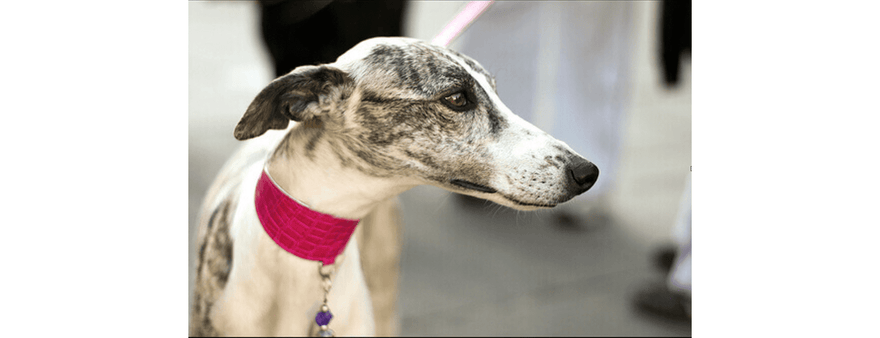 Levrieri e martingale: quale opzione è la migliore?