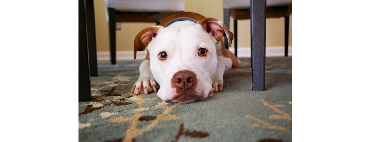 Pet&Taxes: Modifica di legge per applicazione dell'iva agevolata al 10%