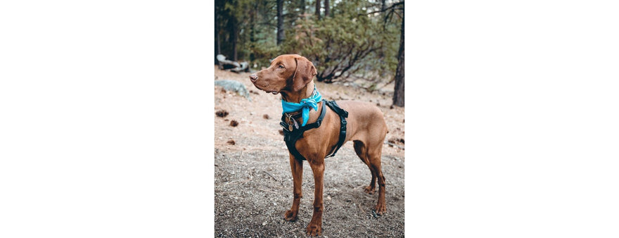 I danni provocati dalla pettorina, ebbene si, è ora di fare chiarezza!!!