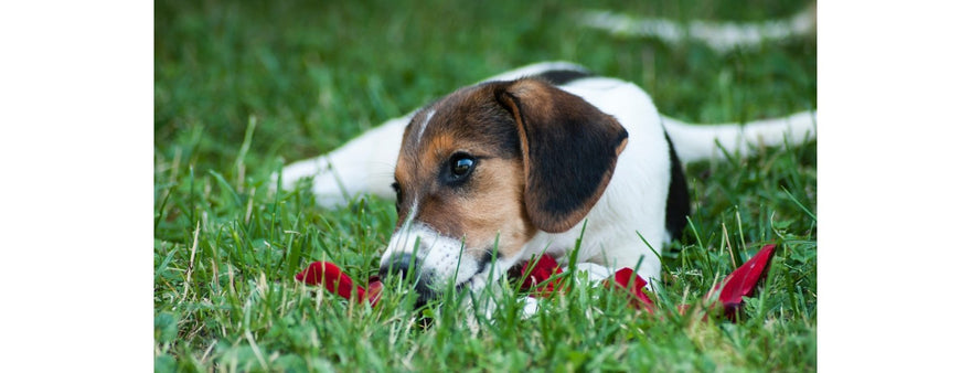 I parassiti, proviamo a conoscerli e a difenderci...