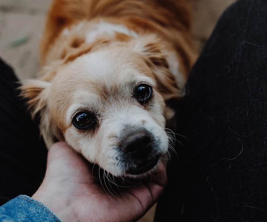Perché gli Animali Domestici Sono Importanti per la Nostra Vita? 🐾❤️