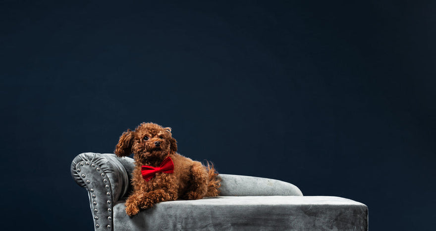 Scegliere la Cuccia Perfetta 🐶🏠