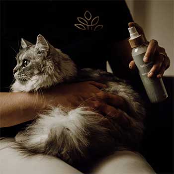 Toelettatura per Gatti