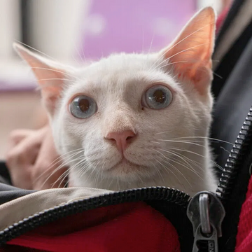 Trasportini per gatto