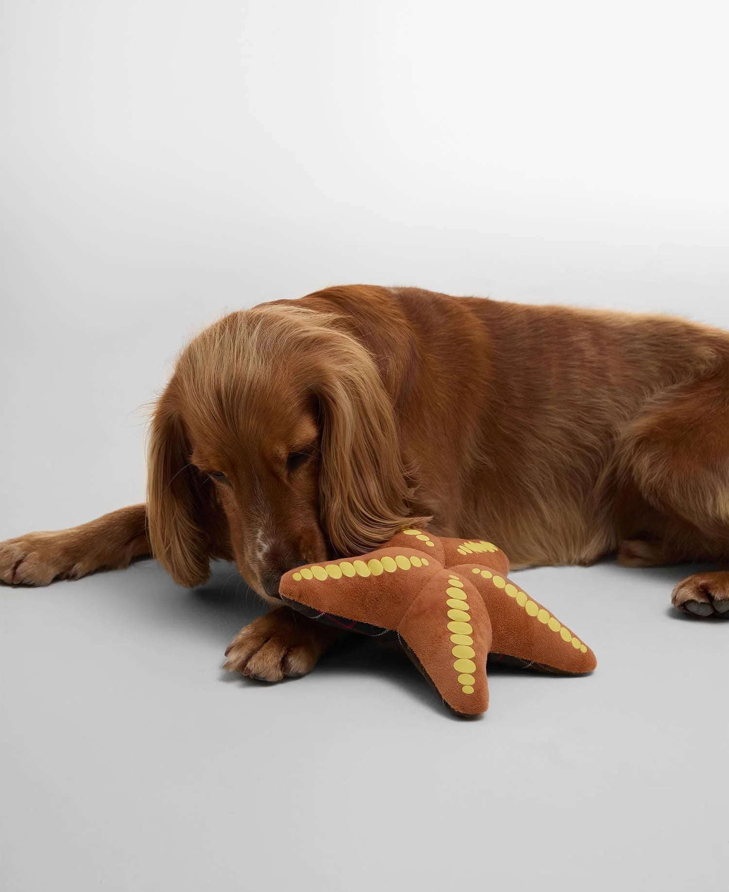 Barbour - Starfish-shaped dog toy