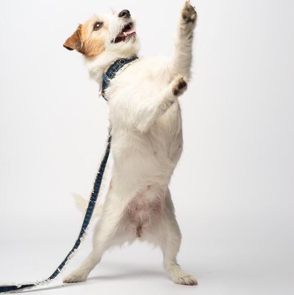 Liu Jo - Collar Denim