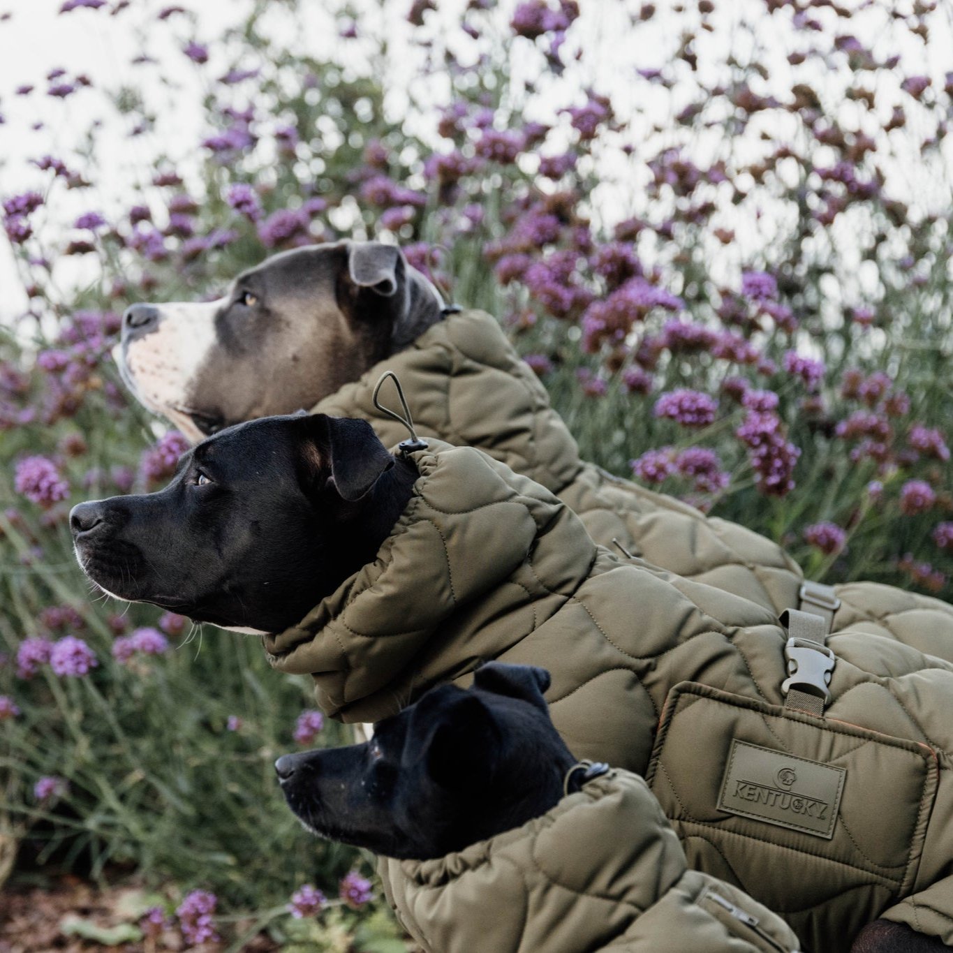 Kentucky - Imperméable pour chien Pina - 0