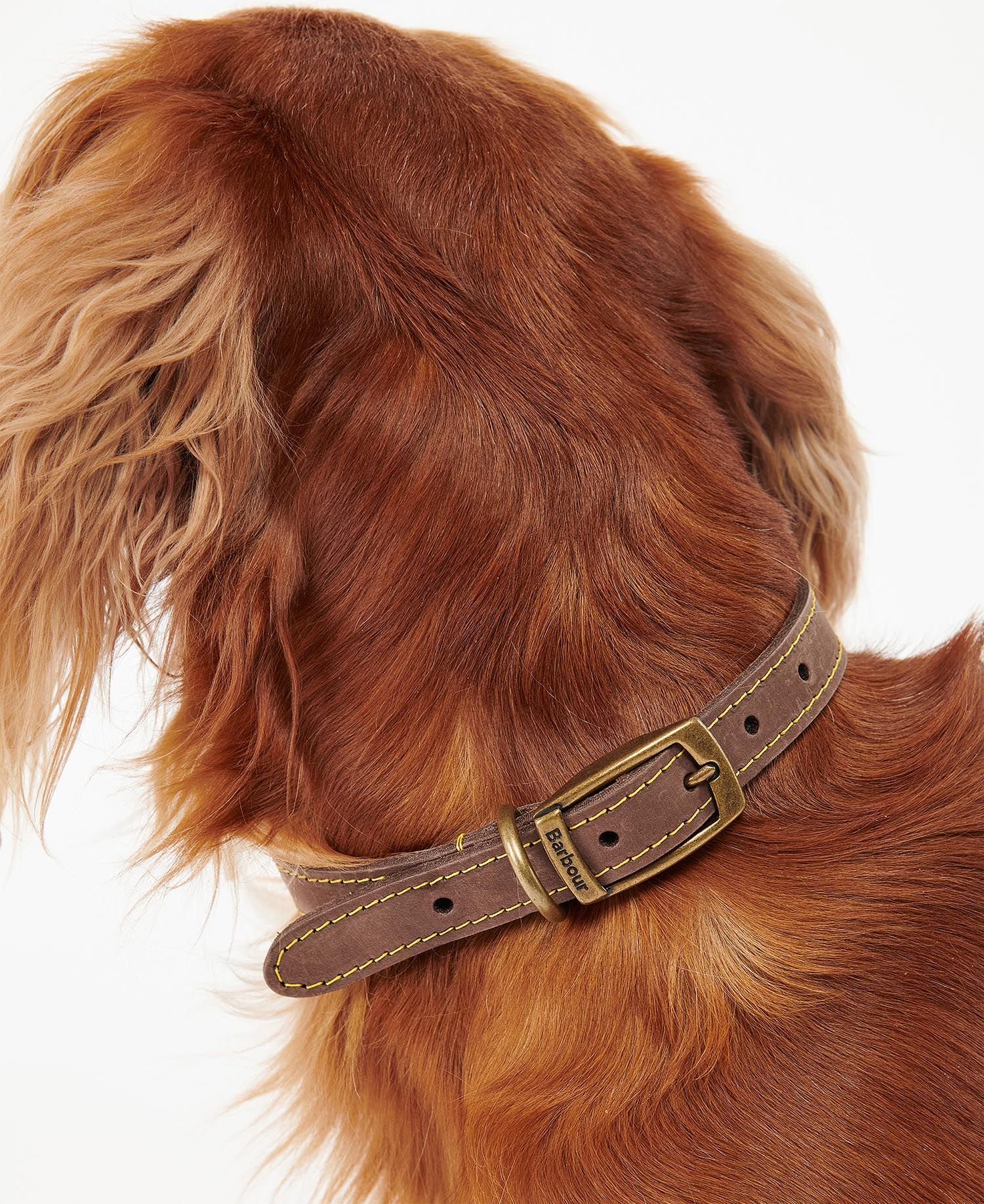 Barbour - Collier pour chiens en cuir