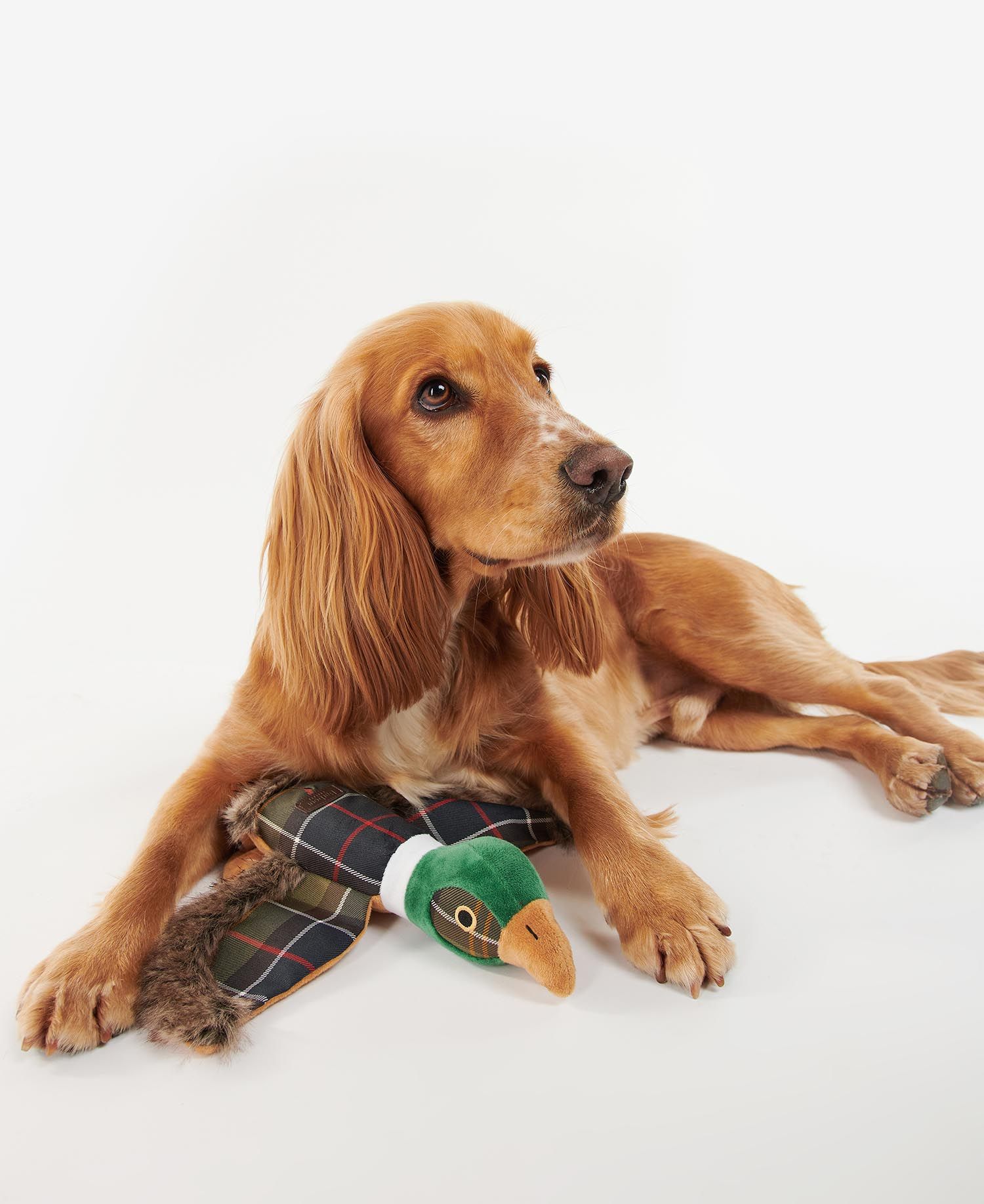 Barbour - Pheasant Dog Toy