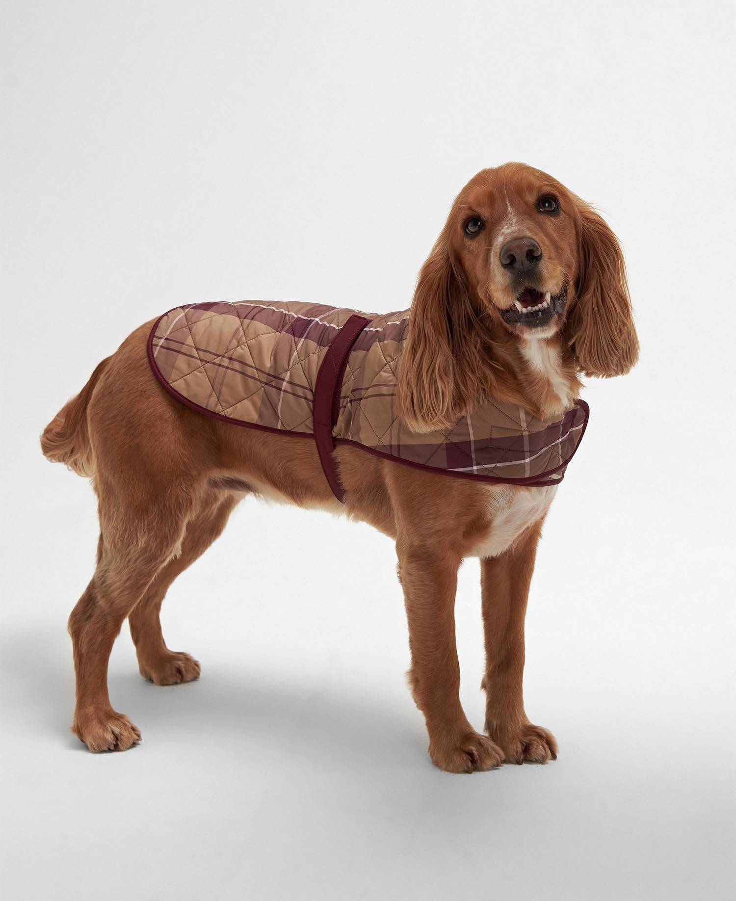 Barbour - Abrigo acolchado para perros