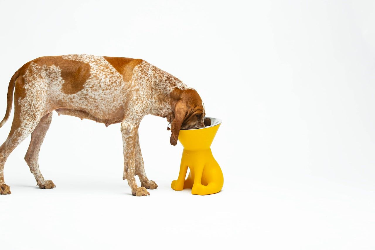 Pet Boutique - United Pets - Elizabeth - The Queen of Bowls