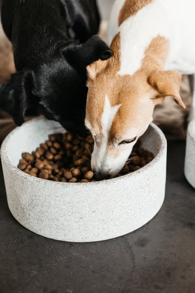 Kentucky - Ciotola per cani in Granito