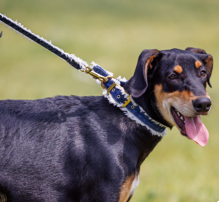 Liu Jo - Collar Denim - 0