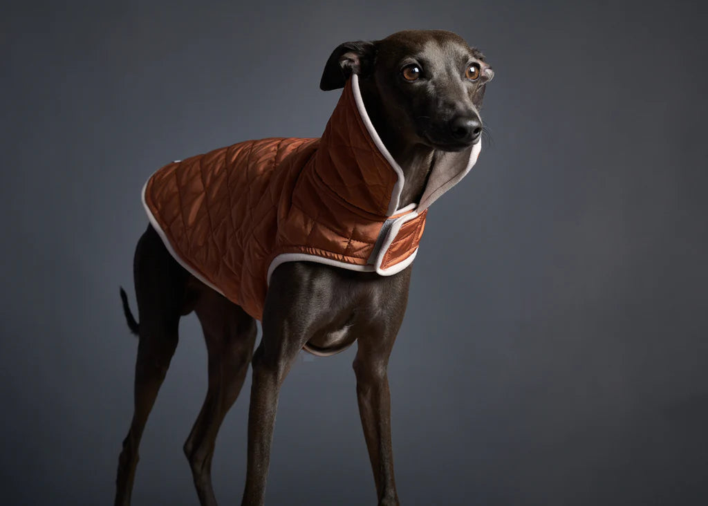 The striped dog