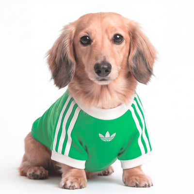 ADIDAS - Pet Cali Tee in Cotone