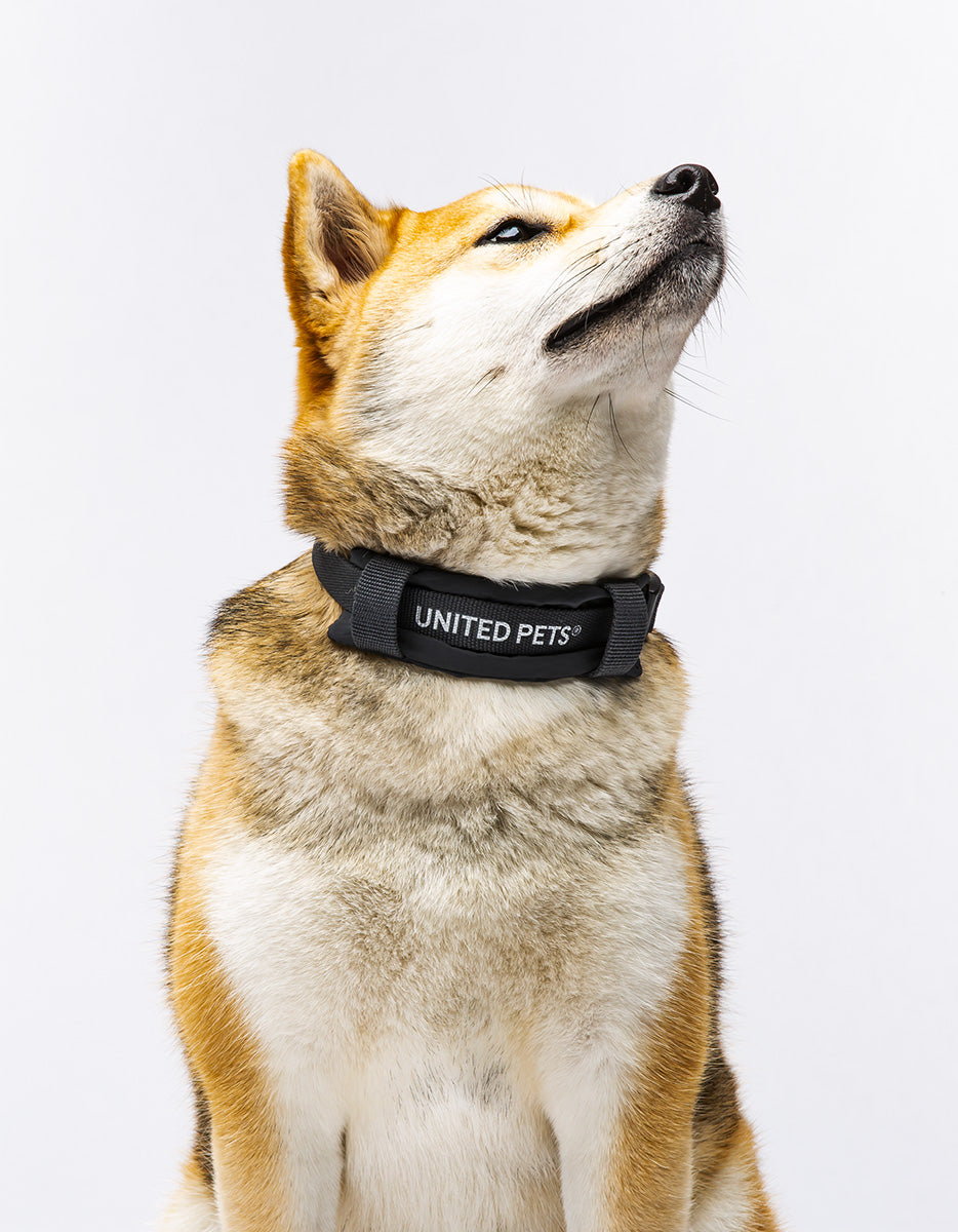 United Pets - Citylife - Collar ecológico con cuello interior acolchado