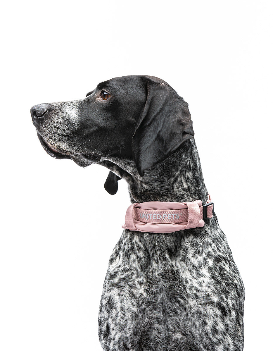 United Pets - Citylife - Collar ecológico con cuello interior acolchado