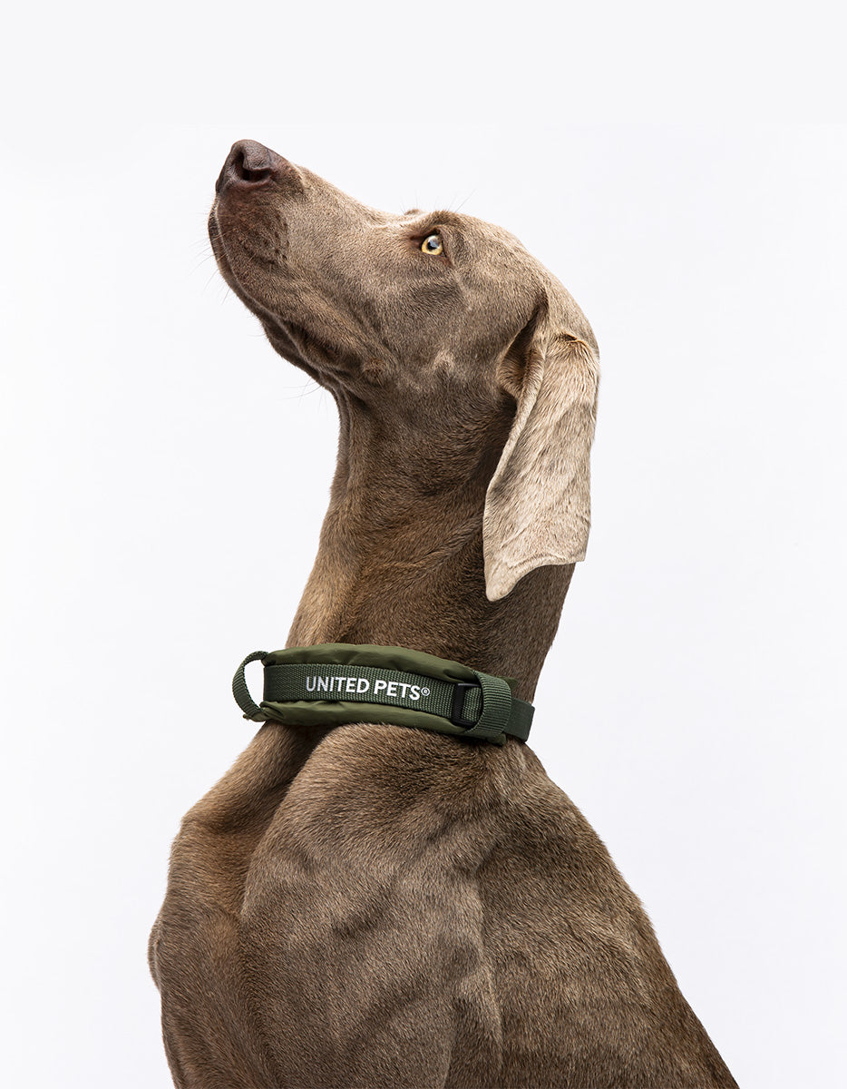 United Pets - Citylife - Collar ecológico con cuello interior acolchado