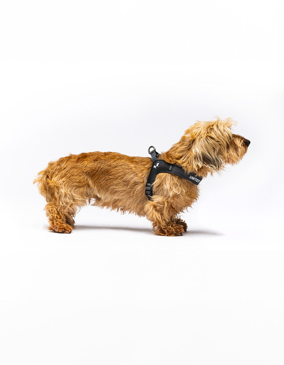 United Pets - Citylife - Quick attach harness