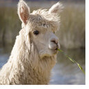 Alqo Wasi - Maglioncino Blu - Maglioncini