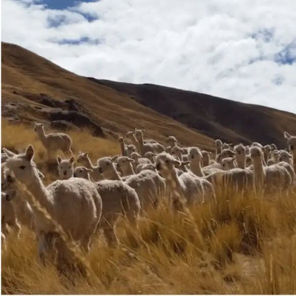 Alqo Wasi - Maglioncino Blu - Maglioncini