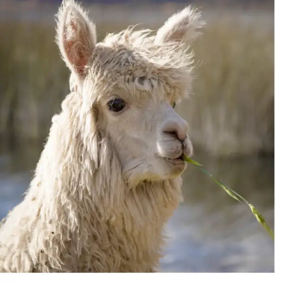 Alqo Wasi - Maglioncino Lavanda - Maglioncini