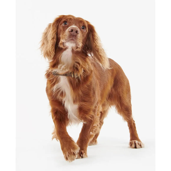 Barbour - Collare per cani in pelle - Collari