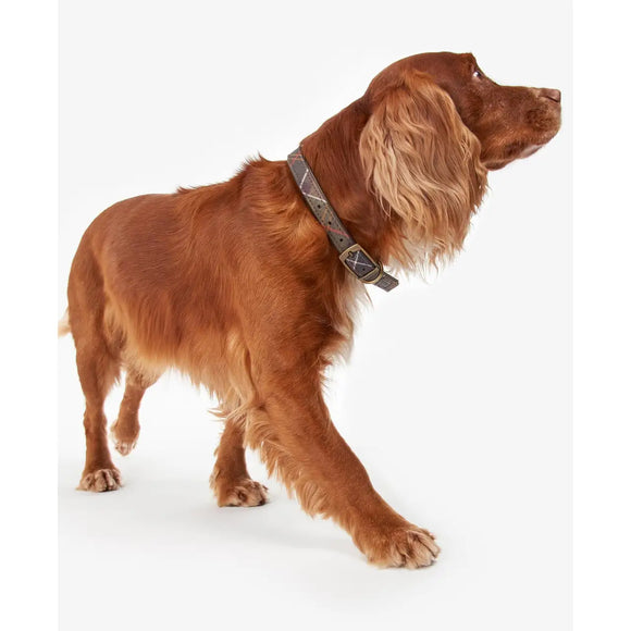 Barbour - Collare per cani Tartan Cotone - Collari