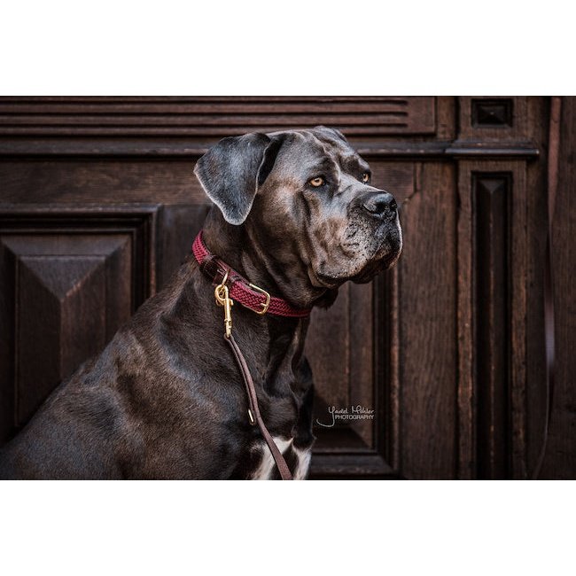Pet Boutique - Kentucky - Collare per cani in nylon intrecciato