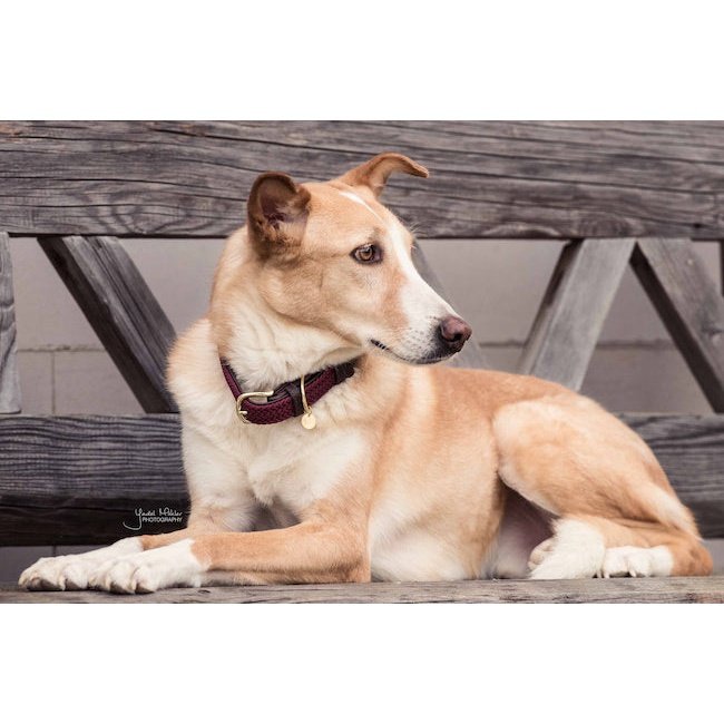 Pet Boutique - Kentucky - Collare per cani in nylon intrecciato