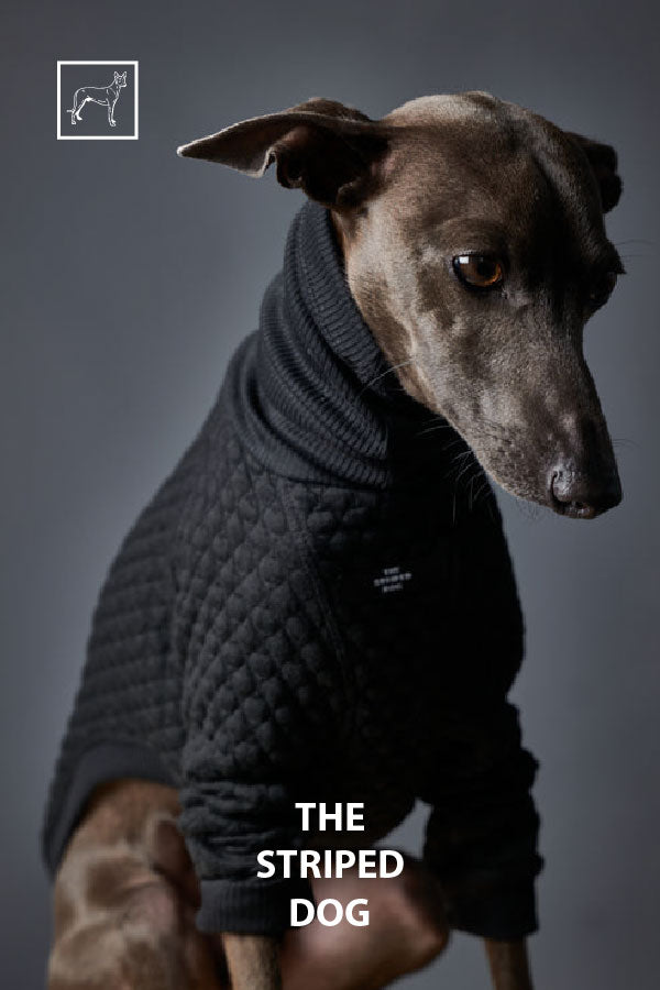 The Striped Dog italian greyhound & Whippet Apparel
