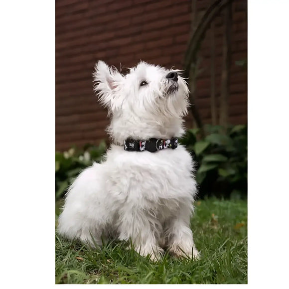 Collare Charlie Brown Film Black - Collari