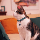 My Family - Collare per gatti in pelle Firenze-16