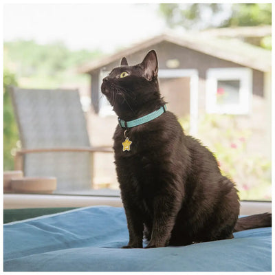 My Family - Collare per gatti in pelle Firenze - 0