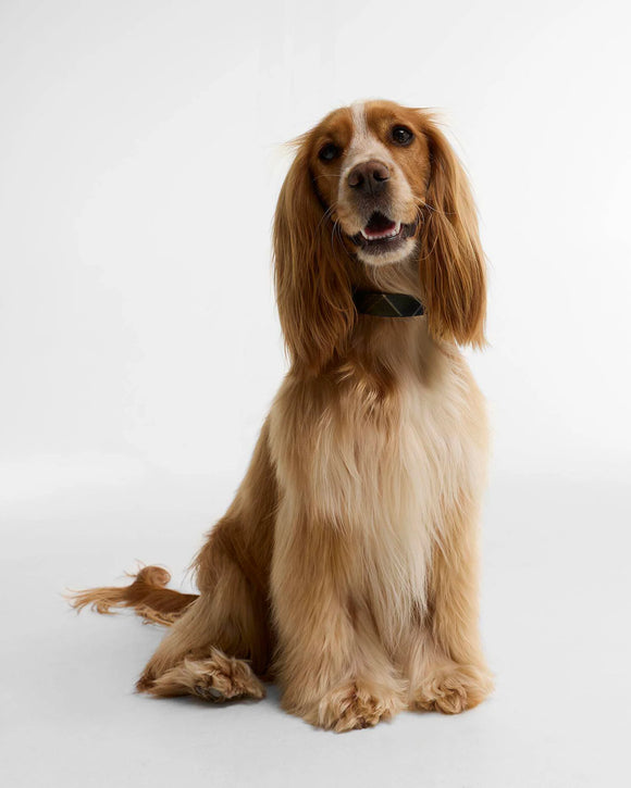 Barbour Collare per cani stampato in tartan