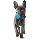 Collari Divo Azzurro e Grigio - XL - 55-65