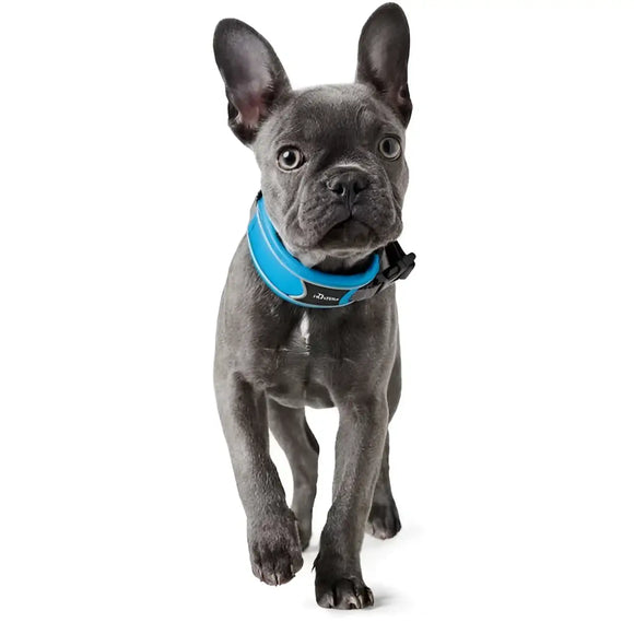 Collari Divo Azzurro e Grigio - XL - 55-65