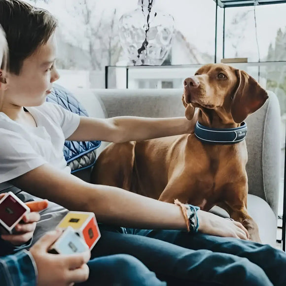 Collari Divo Blu scuro e Grigio - S - 25-35